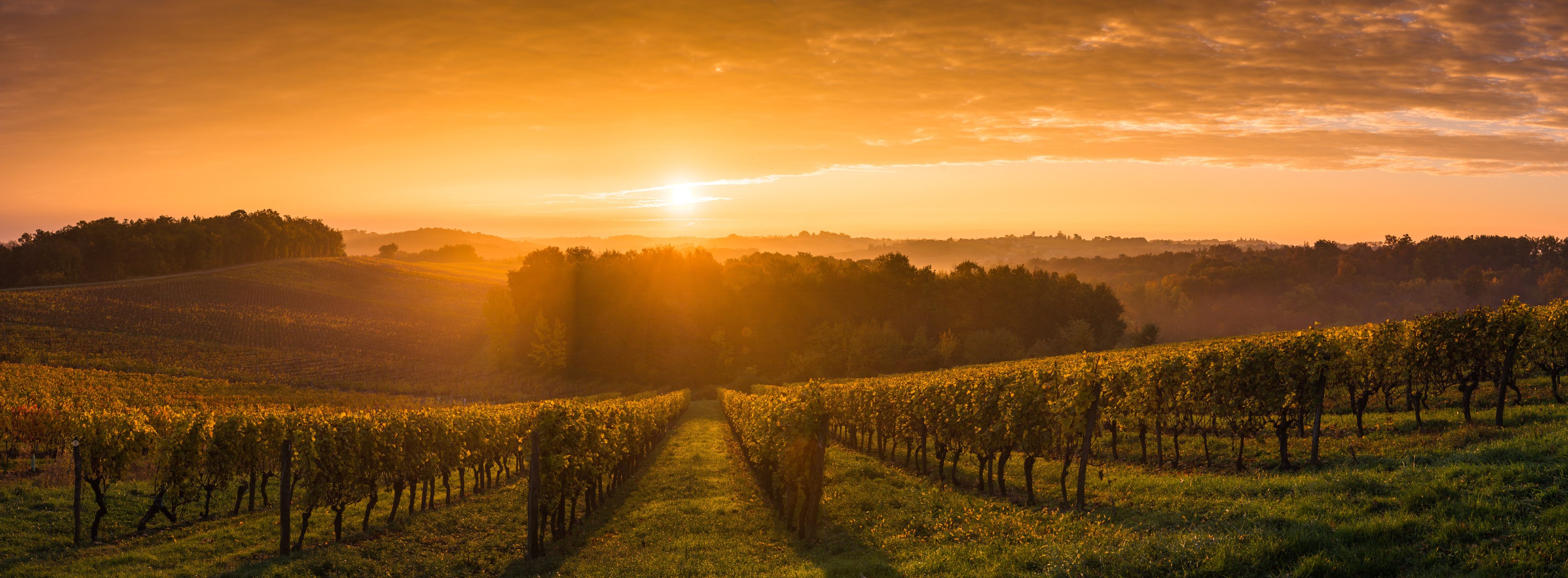 Vineyard Sunrise - Bordeaux Vineyard